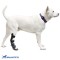 Walkinpets - Orteză cu talpă (pentru picoarele posterioare) - pentru