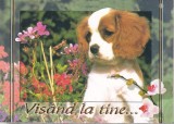 Bnk cp Felicitare - Visand la tine ... - catel