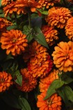 Tablou Canvas Flori Zinnia Portocalii Natură Frunze Bogăție, 26 x 39 cm, CMCLASS
