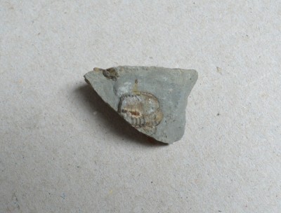 Dalmanites sp. trilobit din Silurian, Anglia foto
