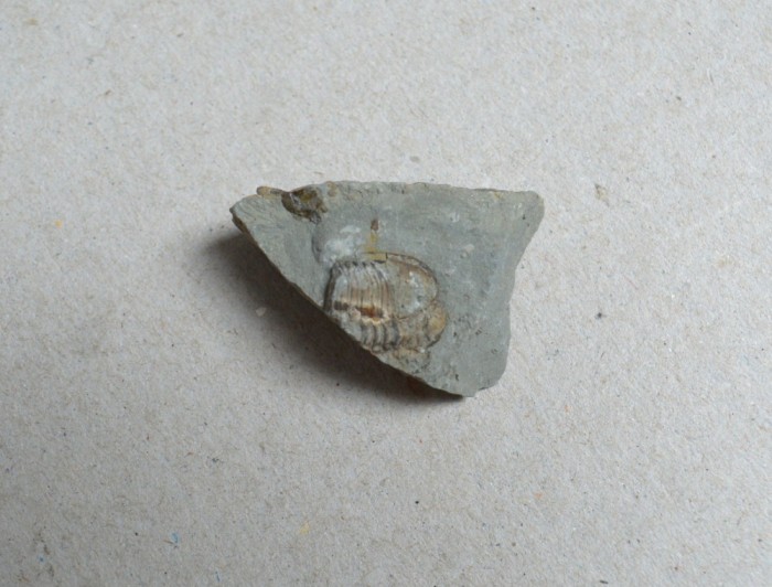 Dalmanites sp. trilobit din Silurian, Anglia