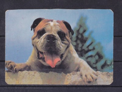 C9 1 - 1993 - Calendar de buzunar - tematica caini de rasa foto