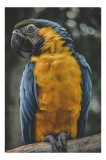 Tablou Canvas, "Curcubeul penelor de papagal", Papagal, Penaj, Colorat, Natură, Exotism, Ramură, Privire, Detaliu, Frumusețe, Tropical, 26 x 39 cm, CM