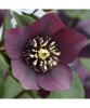 Planta Spanz, Helleborus Orientalis anemone red, rosu, ghiveci 10cm, Oem