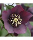 Planta Spanz, Helleborus Orientalis anemone red, rosu, ghiveci 10cm, Oem