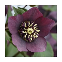 Planta Spanz, Helleborus Orientalis anemone red, rosu, ghiveci 10cm