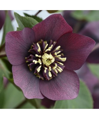 Planta Spanz, Helleborus Orientalis anemone red, rosu, ghiveci 10cm foto