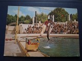Carte postala constanta-delfinariu
