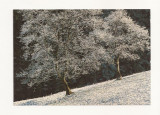 FA46-Carte Postala- AUSTRIA - Peisaj, necirculata, Fotografie
