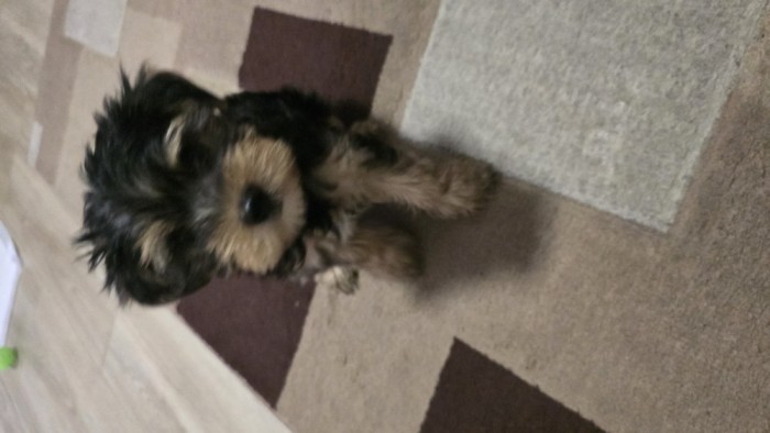 yorkshire terrier