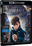 Animale Fantastice si unde le poti gasi 4K UltraHD (Blu Ray Disc) / Fantastic Beast and Wthere to Find Them | David Yates