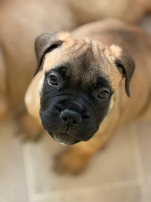 Vand pui Bullmastiff foto