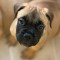 Vand pui Bullmastiff
