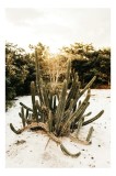 Tablou Canvas, "Cactus solitar &icirc;n deșertul alb", Cactus, Nisip, Verdeață, Cer, Vegetație, Tufișuri, Natură., 26 x 39 cm, CMCLASS