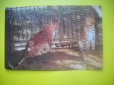 HOPCT 10699 LEOPARD -PANTHERA PARDUS-FELINE-FAUNA -CIRCULATA