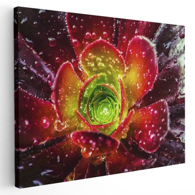 Tablou floare cu roua pe petale, detaliu, verde, rosu 1589 Tablou canvas pe panza CU RAMA 80x120 cm foto