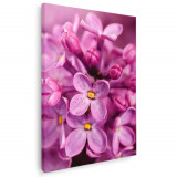Tablou floare liliac detaliu Tablou canvas pe panza CU RAMA 30x40 cm