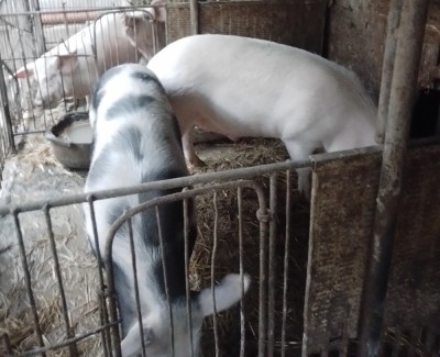 Vand porci 100 - 170Kg foto