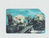 bnk card Cartele telefonice - Italia - fauna - vidre