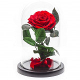 Trandafir Criogenat rosu &Oslash;9,5cm in cupola sticla mare 17x28cm