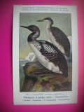 HOPCT 6319 COLYMBUS ARTICUS ARTICUS -PASARI DE APA -FAUNA EUROPA-CP CHROMO LITHO -MUZEUL REGAL STIINTE NATURALE BELGIA-NECIRCULATA, Printata