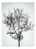 Tablou Canvas, "Pomul singuratic &icirc;n iarna liniștită", Copac, Singurătate, Minimalism, Ramuri, Cer, Natură, Simplitate, Siluetă, Frunziș, Calm, Echilib