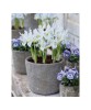 Iris Reticulata, Polar Ice, Alb, 5/7, 1 Bulb, Oem