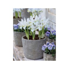 Iris Reticulata, Polar Ice, Alb, 5/7, 1 Bulb