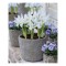 Iris Reticulata, Polar Ice, Alb, 5/7, 1 Bulb