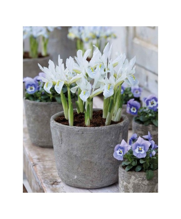 Iris Reticulata, Polar Ice, Alb, 5/7, 1 Bulb