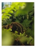 Tablou Canvas, "Tarantula ascunsă printre frunze verzi", Verde, Frunze, Păianjen, Blană, Ascuns, Natură, Cămuflaj, 26 x 39 cm, CMCLASS