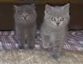 Pisica british shorthair. Cumpara ieftin, pret bun