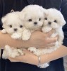 Bichon maltez mini toy, Royal Canin