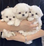 Bichon maltez mini toy