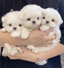 Bichon maltez mini toy
