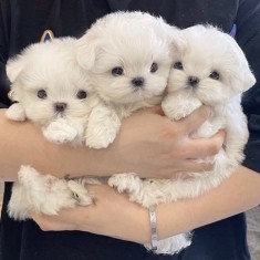 Bichon maltez mini toy