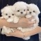 Bichon maltez mini toy