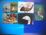 HOPCT LOT NR 372 PASARI DIN DELTA DUNARII -TULCEA-5 CARTI POSTALE-NECIRCULATE