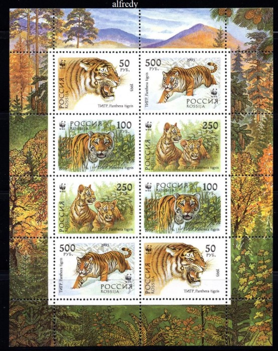 RUSIA 1993, Fauna, Feline, serie neuzata, MNH