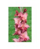 Bulb, Gladiole, Soul, Calibru 8/10, Oem