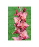 Bulb, Gladiole, Soul, Calibru 8/10