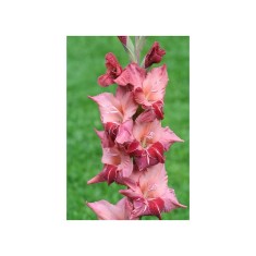 Bulb, Gladiole, Soul, Calibru 8/10