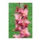 Bulb, Gladiole, Soul, Calibru 8/10