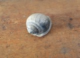 Cassis saburon gasteropod fosil din Miocen (Badenian) Romania