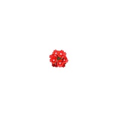 Planta Verbena roșie, planta verbena da vaso majesty red, ghiveci de 10 cm