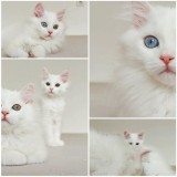 ANGORA turceasca alba