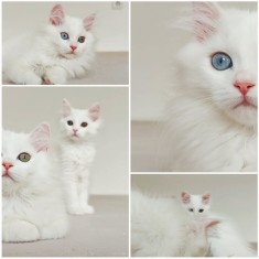 ANGORA turceasca alba