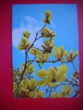 HOPCT 25106 FLORI -FELICITARE ANIVERSARA -CP VECHE -IP--INTREG POSTAL - ROMANIA - CIRCULATA
