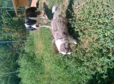 Border collie pui