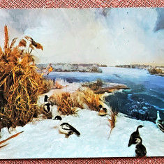 Tulcea - Muzeul Delta Dunarii. Diorama: Insula Sachalin - Circulata, 1973